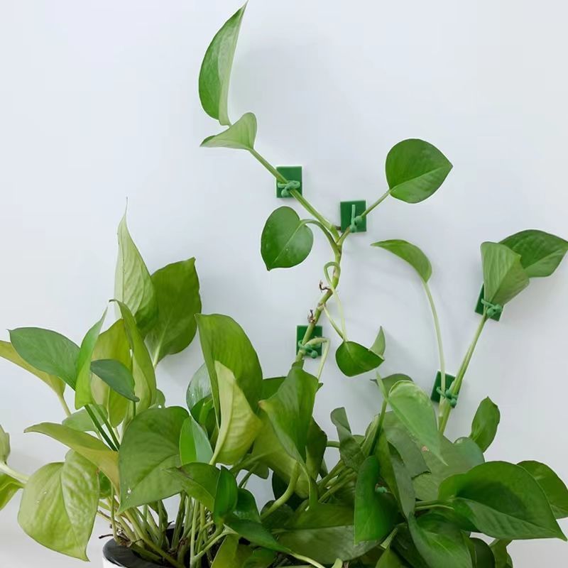 Self‑Adhesive Plant Climbing W - Wall Anchor Plastic recension och pris